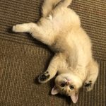 Tiger - A beautiful cat