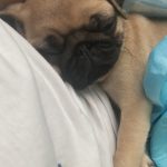 Edamame - A playful pet