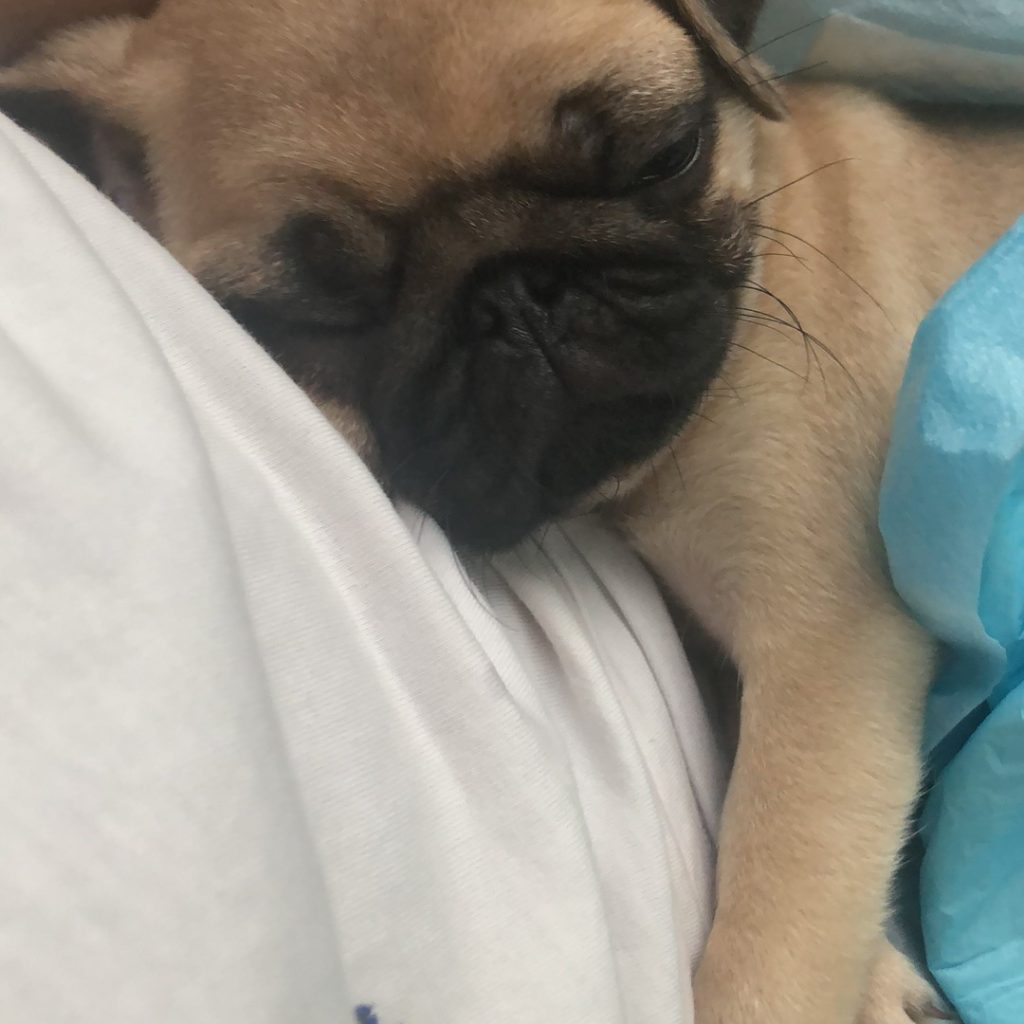 Edamame the dog
