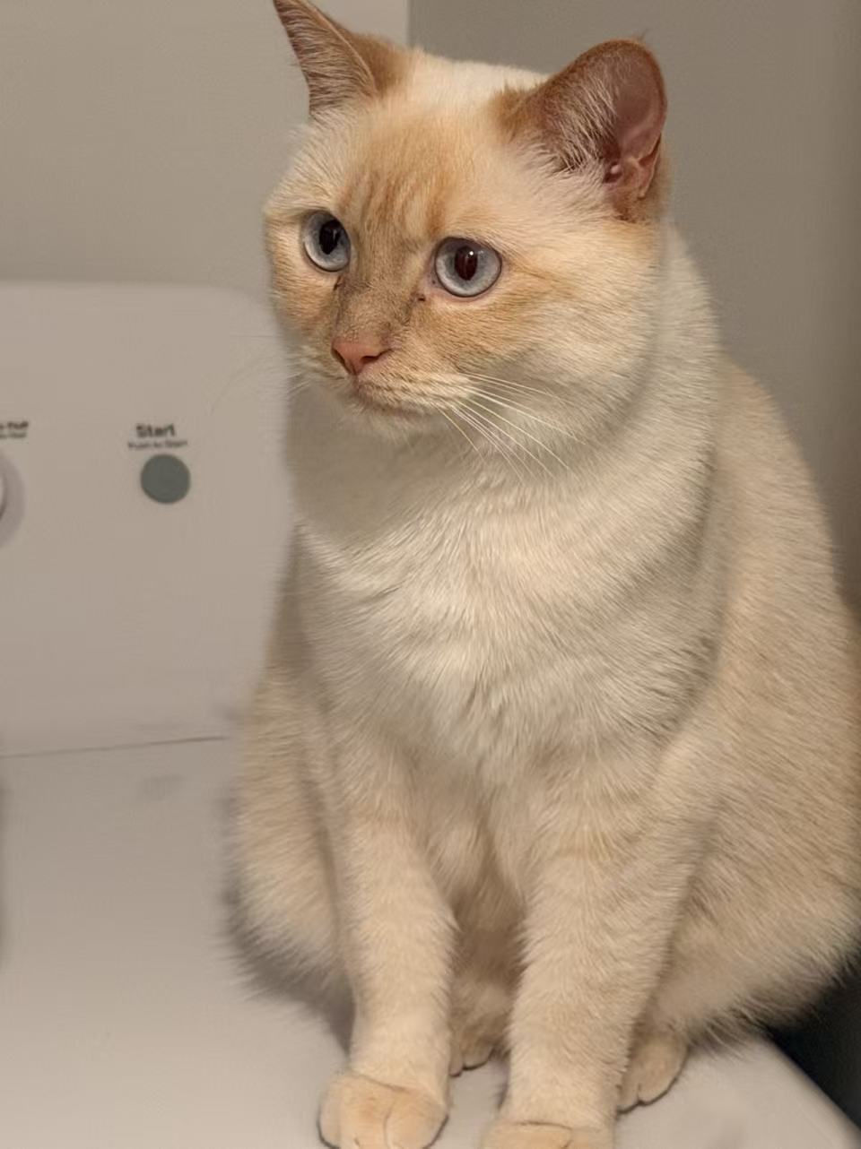 XianXian - An adorable cat